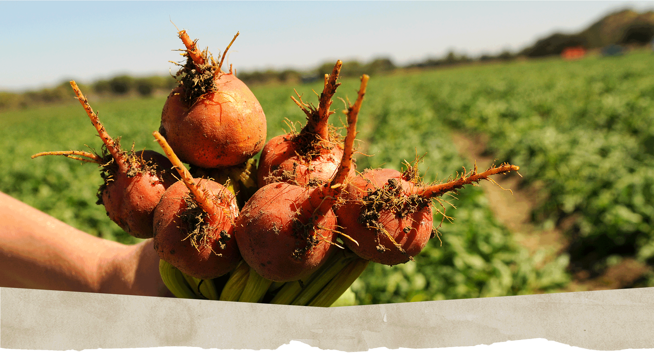 capay organic sustainable farm