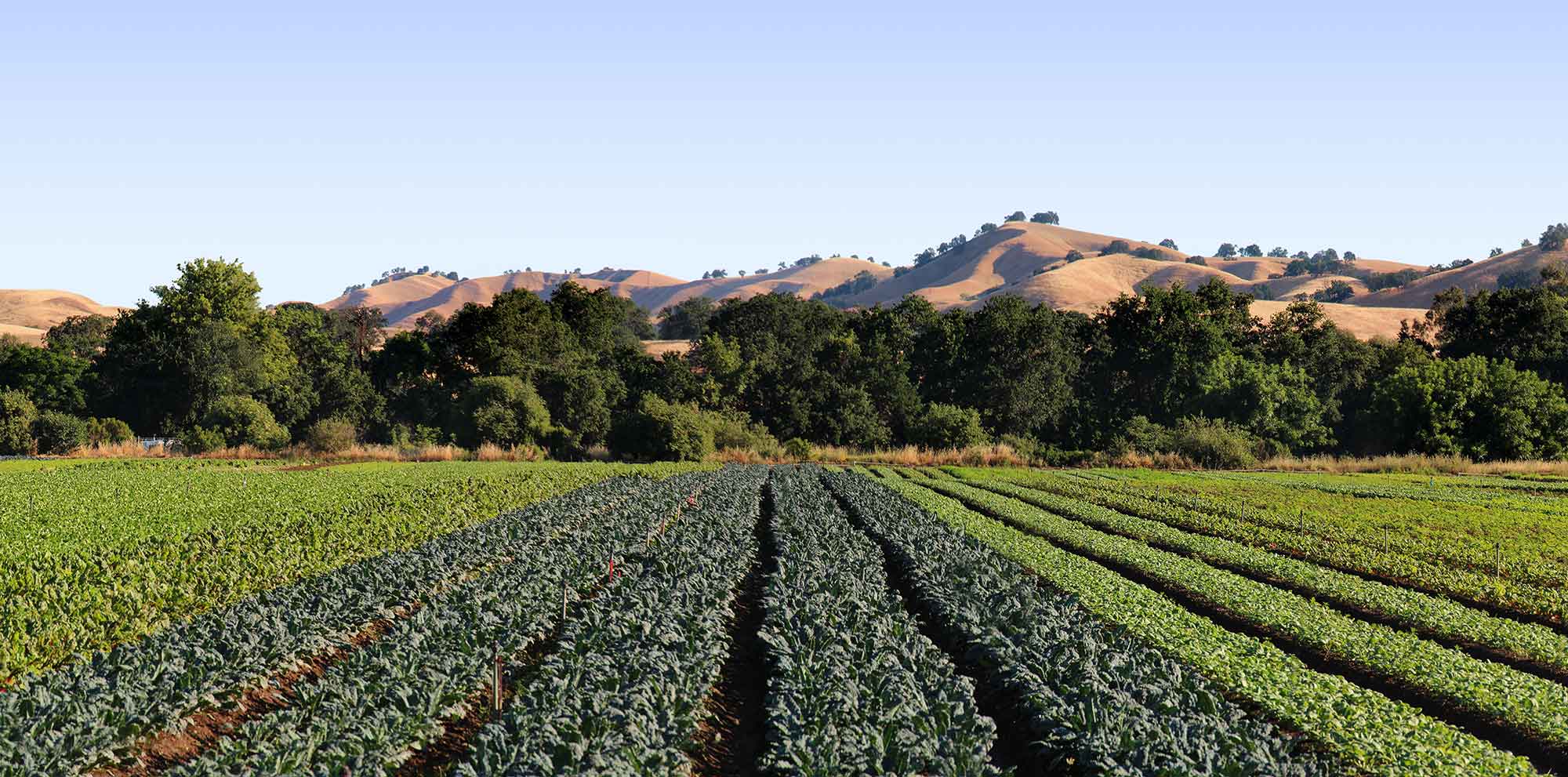capay california organic farm